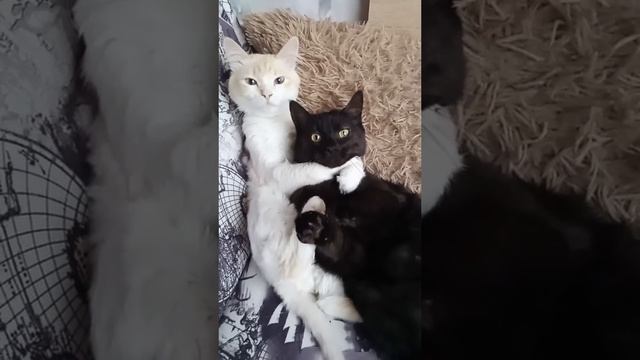 -Вы ссоритесь? смотреть онлайн