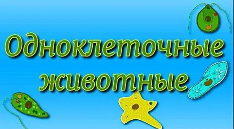 Общая характеристика простейших Биология 7 класс. смотреть онлайн