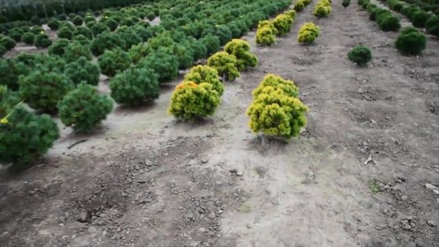 Pinus mugo 'Winter Gold' - Aranylombú havasi törpefenyő смотреть онлайн