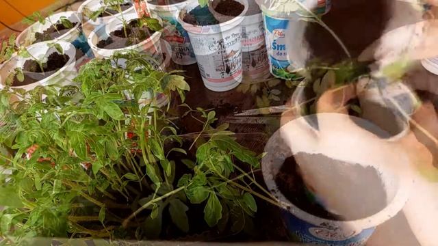 ПИКИРУЕМ ТОМАТЫ БЕЗ ОШИБОК + маленькие хитрости / Как пикировать томаты если они вытянулись / смотреть онлайн