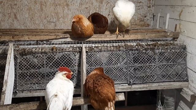 Вечернее кормление, бункерная кормушка отличный помощник!#курынесушки #chick #куры #молодняк #петух смотреть онлайн