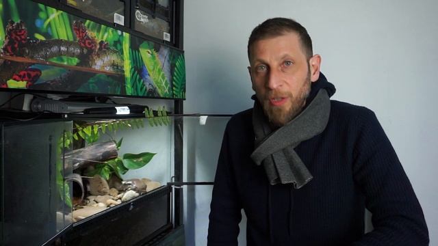 Tecniche del terrario | PLAYREPTILE смотреть онлайн