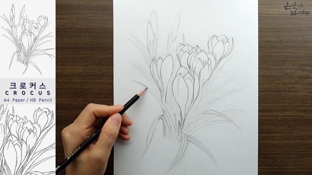 Flower Drawing Crocus | 크로커스 연필 스케치와 전사과정 | 꽃그림 배우기 смотреть онлайн