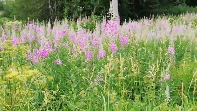 Жизнь на даче. Делаем сбор для чая, липа и кипрей. смотреть онлайн