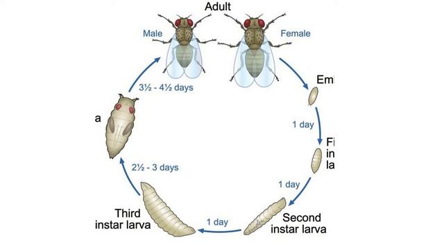 Biology Of Drosophila Melanogaster