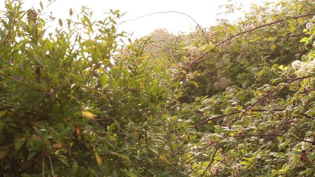 Devon Sproule - Walking In The Folly смотреть онлайн