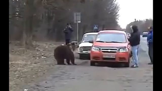 вышел мишка на дорогу смотреть онлайн