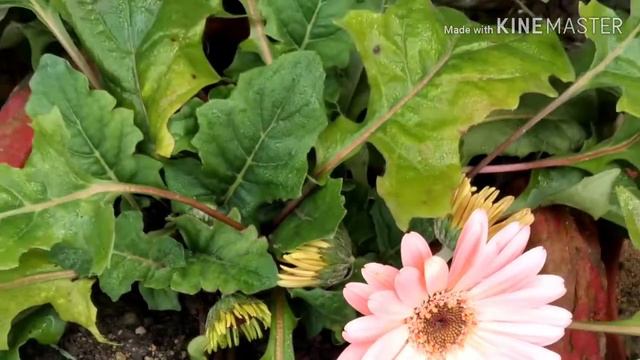 How to care Gerber's Daisy plant смотреть онлайн