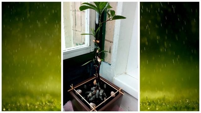 Авокадо в квартире // Переплетаем стебли сеянцев (часть 2) смотреть онлайн