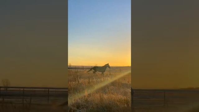 Орловский рысак. Казначей