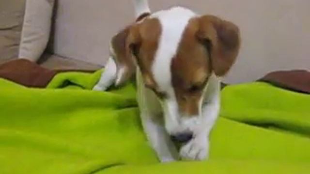 Бася джек рассел