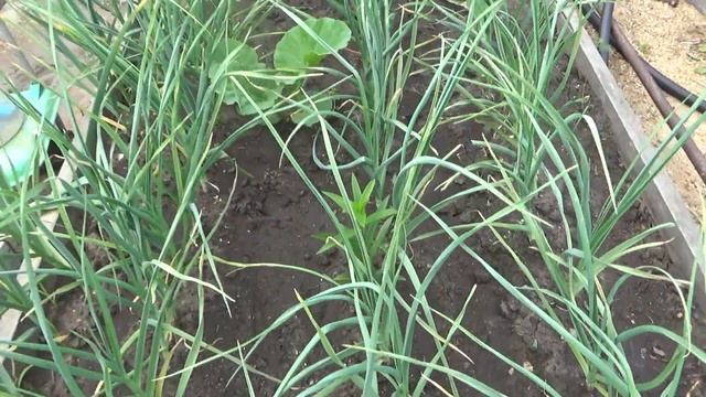 подкормка ярового чеснока смотреть онлайн