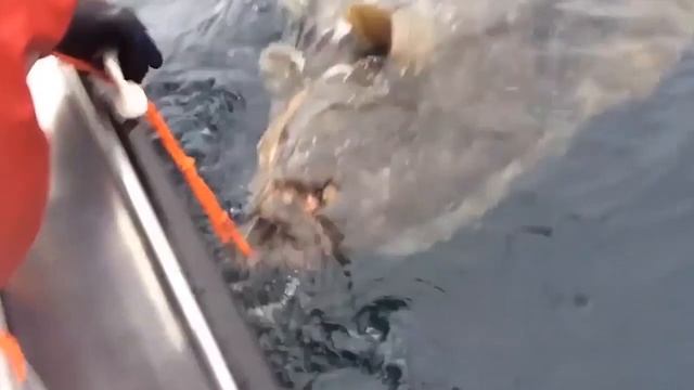 Рыбалка на акул и Палтусов. Морской экстрим! Fishing for sharks and halibut. Sea extreme! смотреть онлайн