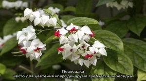 Почему у клеродендрума желтеют и опадают листья