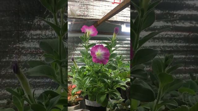 Весна , все цветёт…. смотреть онлайн