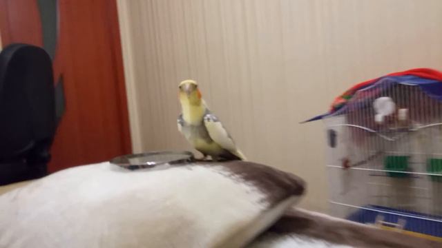 Корелла поет, свист фрагмент Kill Bill смотреть онлайн