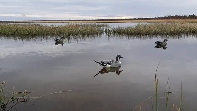 Чучела уток Шилохвость  Softplast от Northway.mp4