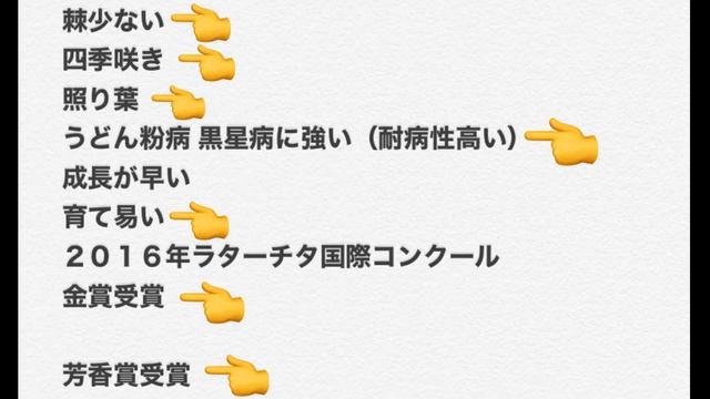 Rose talk Kolner Flora Rose смотреть онлайн