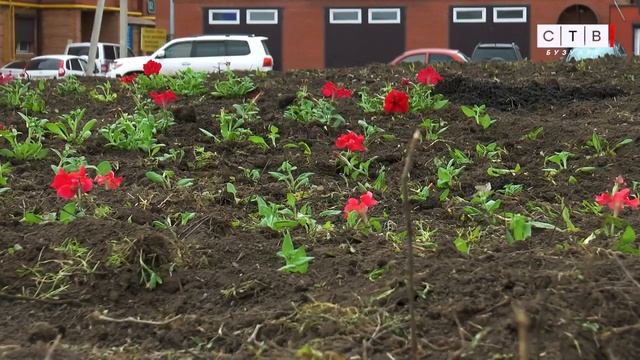 85 тысяч корней цветов украсят в этом сезоне Бузулук смотреть онлайн