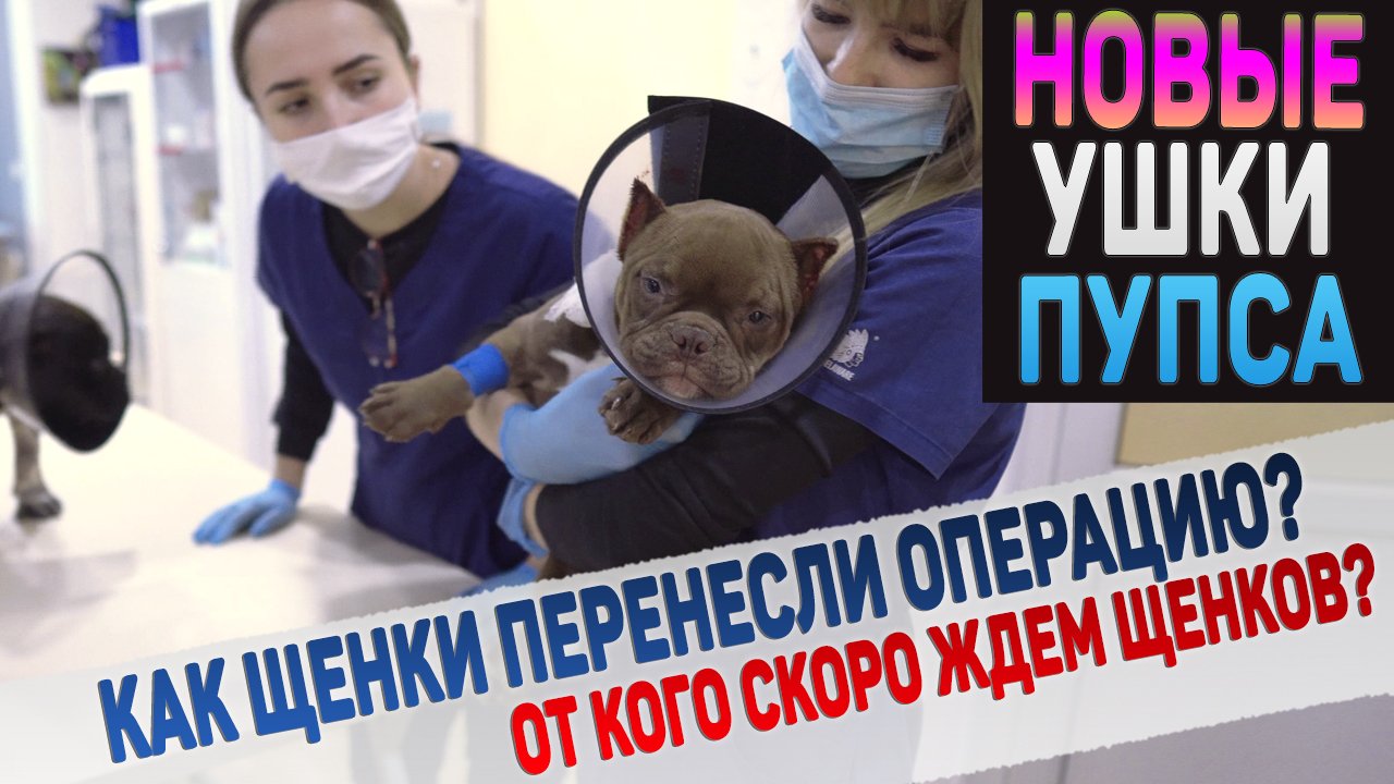 Купирование ушей 3 щенкам. Какими получились ушки? Подтверждена беременность у Васи! Зима в Крыму смотреть онлайн