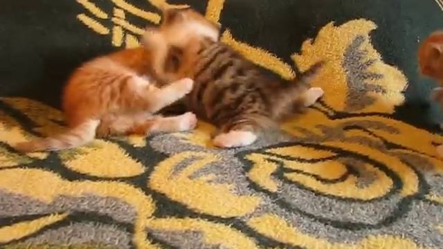 Подсолнух и Серенада