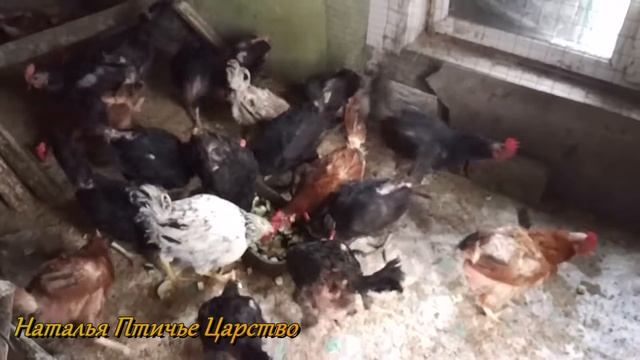 Подрезала клюв курице смотреть онлайн