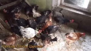 Подрезала клюв курице