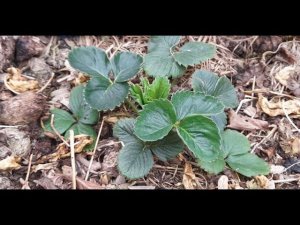 Первая подкормка клубники весной для большого урожая: как и чем подкормить клубнику