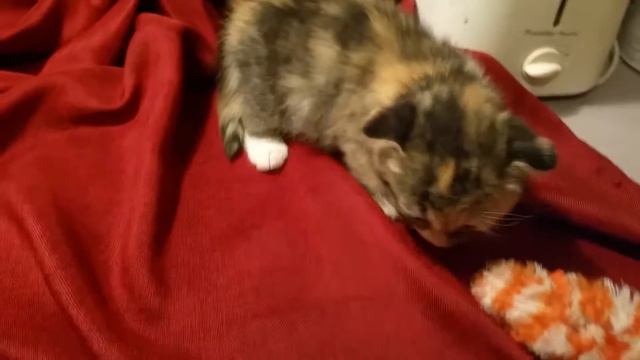 Scottish Fold Munchkin Tortie kitten смотреть онлайн