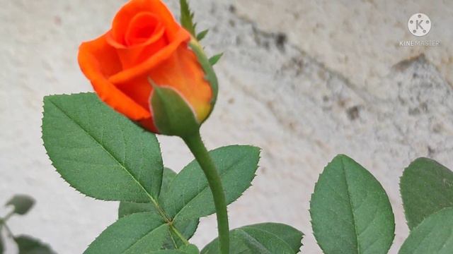 ORANGE ROSE FLOWER смотреть онлайн