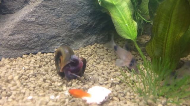 бабушкин аквариум, живородящие рыбки и не только смотреть онлайн