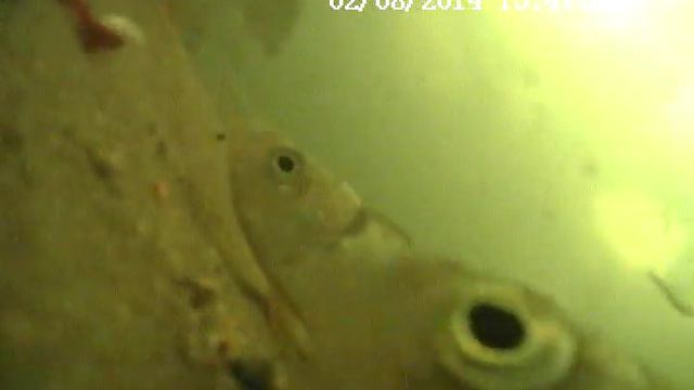 Съемки подольдом Блазново 8.02.2014 окунь,  6м