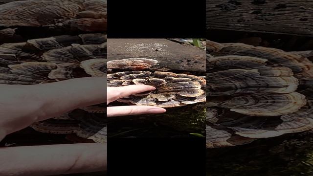 Траметес разноцветный и его двойник траметес охряный смотреть онлайн