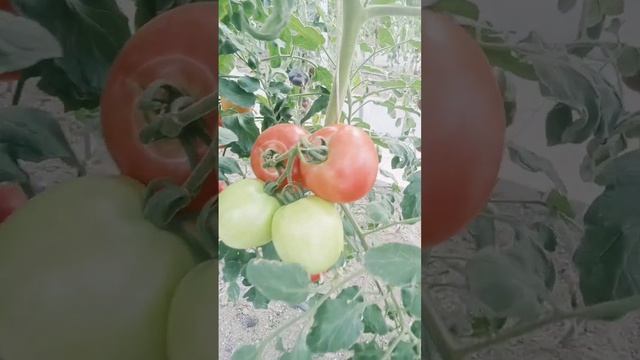 Томат Колхозная королева смотреть онлайн