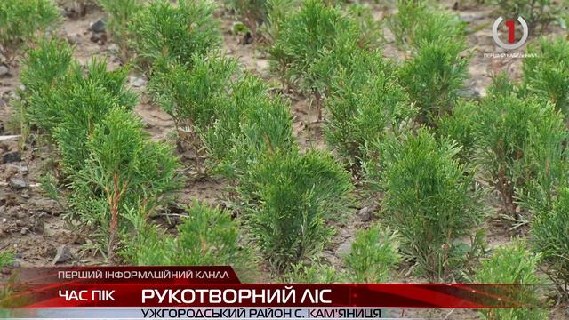На Закарпатті вирощують одне з найдавніших видів дерев планети смотреть онлайн