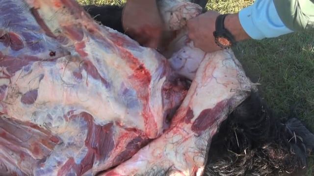 How to Cape and Quarter a Big Wild Boar Hog смотреть онлайн