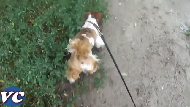 Мой питомец смотреть онлайн