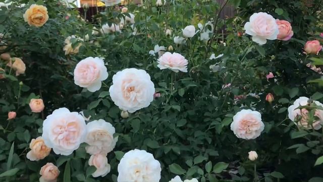 Мой новый канал на Яндекс.Дзен ссылка ? https://zen.yandex.ru/id/622a501207b5d639e8ad003f смотреть онлайн