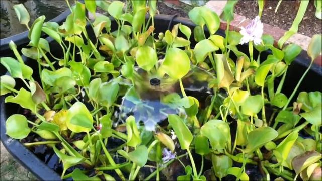 Tim's Pond Build 6/30/11 смотреть онлайн