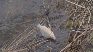 УВАЛЬНАЯ БИТИЯ. Рыбалка в омской области.