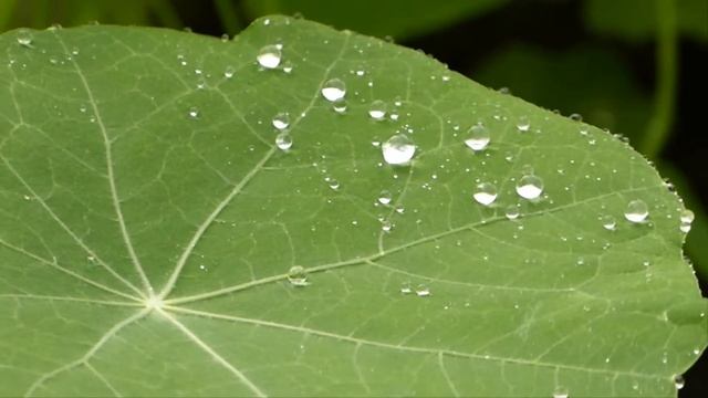 Футаж "Капельки дождя". смотреть онлайн