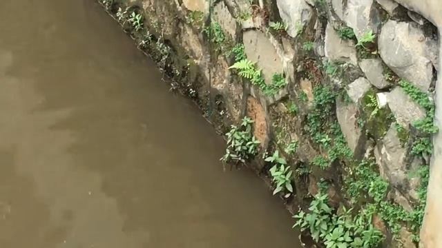 Как поймать крокодила в реке Читарум смотреть онлайн