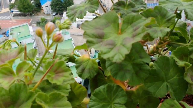 제라늄 씨앗 ! 채종했어요 🤗💕 смотреть онлайн