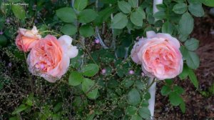 [Delbard Rose] Papi Delbard Rose 파피 델바르 장미 2023.5.22-9.4.
