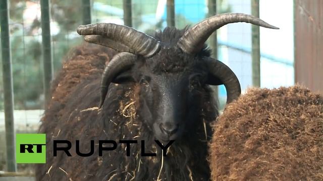Баран с пятью рогами! Видео от RUPTLY смотреть онлайн