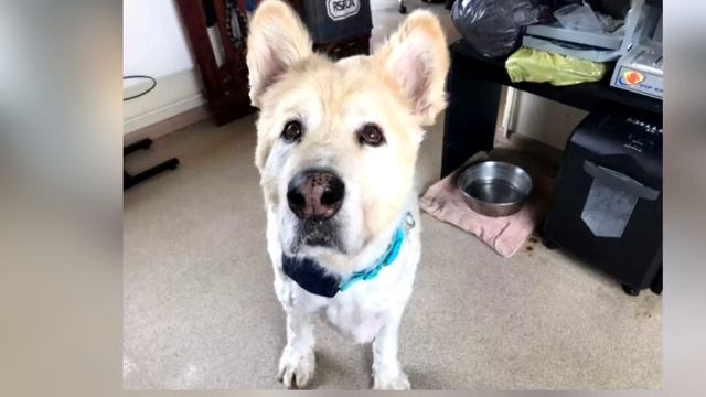 Собака с ожирением/Dog Rescued From Obesity