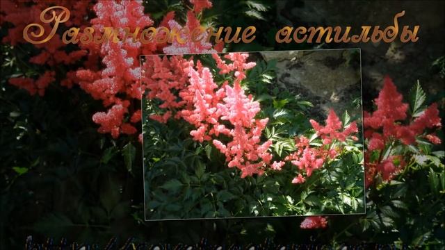 Астильба красивый многолетник для сада смотреть онлайн