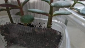 06.07.2020. Денежное дерево. 4 способа укоренить черенок. Часть 3.