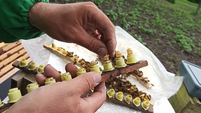 Как вывести пчелиных маток для пасеки. Вывод качественных маток для отводков. Се смотреть онлайн