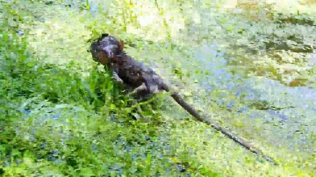 FEELING SORRY !! Mom Take Baby To Swim Under Water until exhausted. смотреть онлайн